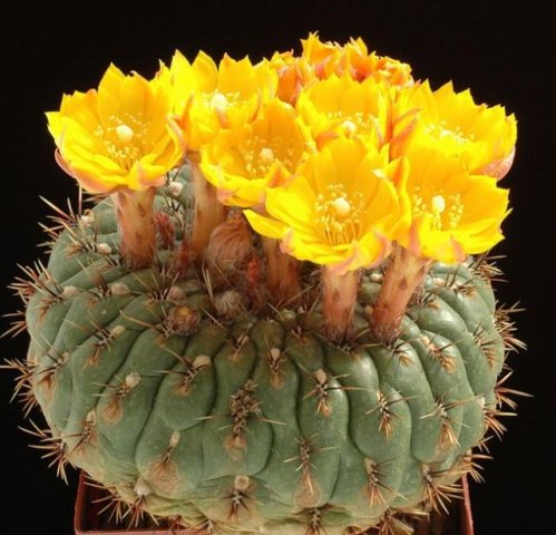 Matucana_aureiflora